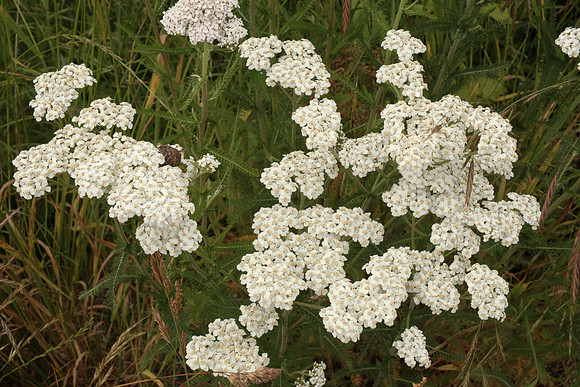 Achillea millefolium