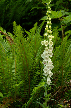 Foxglove and Ferns