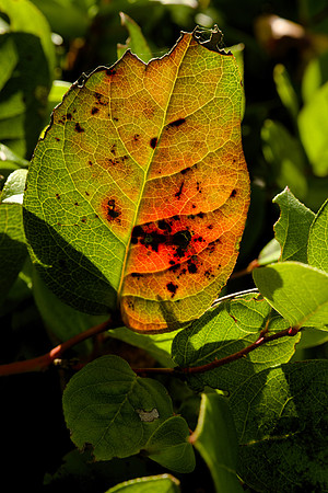 Salal Leaves in Autumn