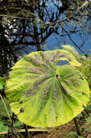Unknown Streamside Plant II