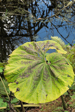 Unknown Streamside Plant II