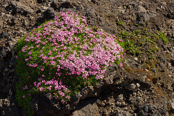 Phlox?