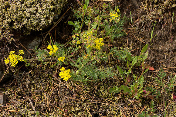 Lomatium