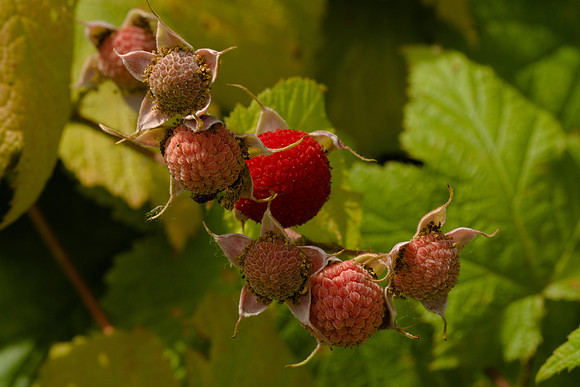 Thimbleberries