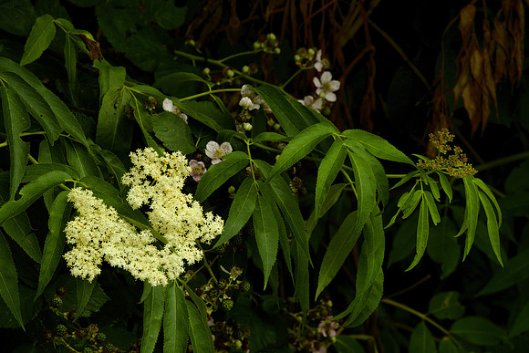 Black Elderberry and Intruder