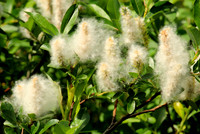 Cottony Seeds
