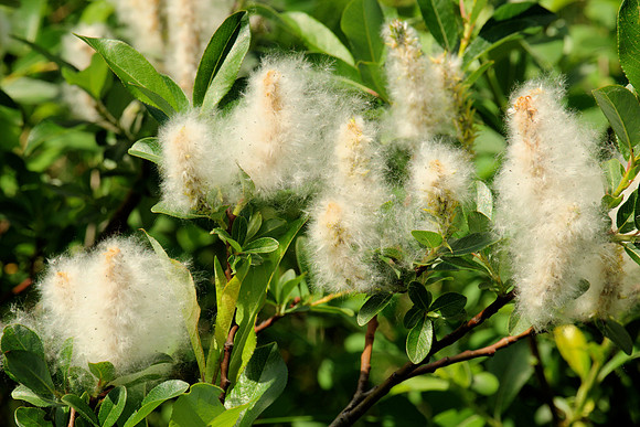 Cottony Seeds
