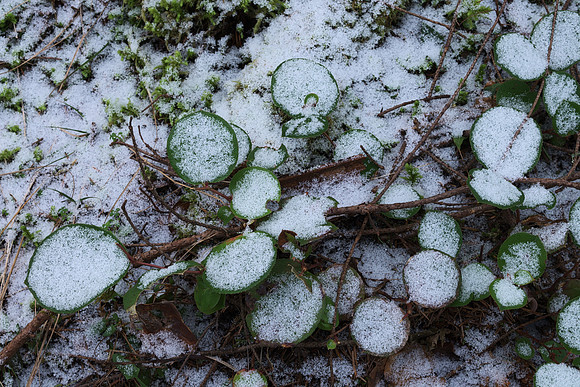Snow on Salal Leaves