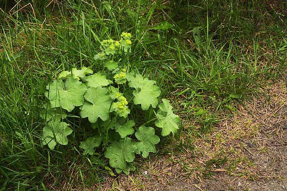 Alchemilla