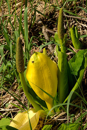 Lysichiton americanum