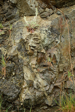 Rock in a Roadcut II