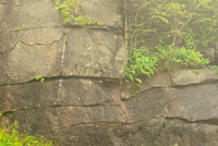 Rocks, Vegetation, Fog