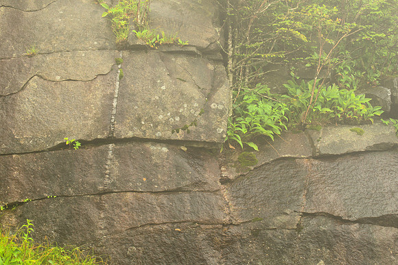 Rocks, Vegetation, Fog