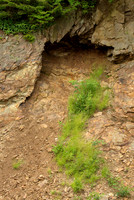 Roadcut and  Vegetation