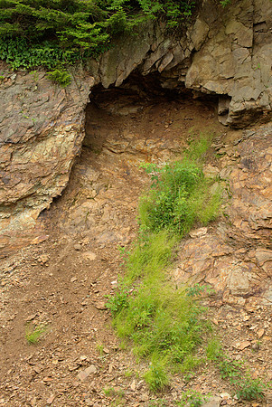 Roadcut and  Vegetation