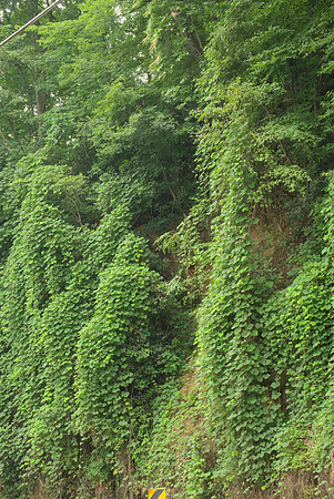 Roadside Kudzu