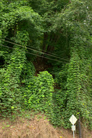 Kudzu and Oaks