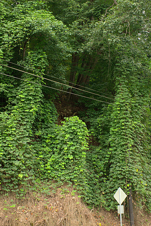 Kudzu and Oaks