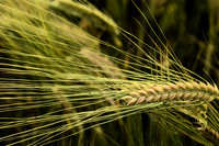 Wheat