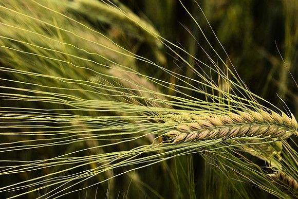 Wheat