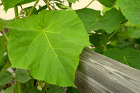 Kudzu Leaf