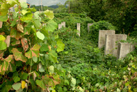 Kudzu in Vacant Lot
