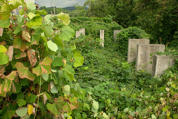 Kudzu in Vacant Lot