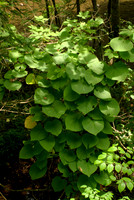 Kudzu in the Great Smoky Mountains