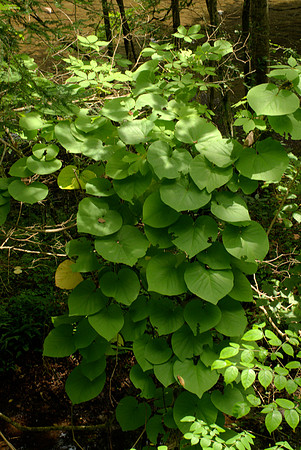 Kudzu in the Great Smoky Mountains