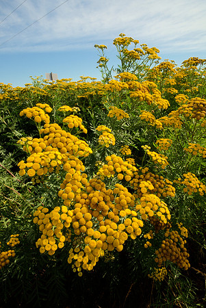 Common Tansy at a Roadside