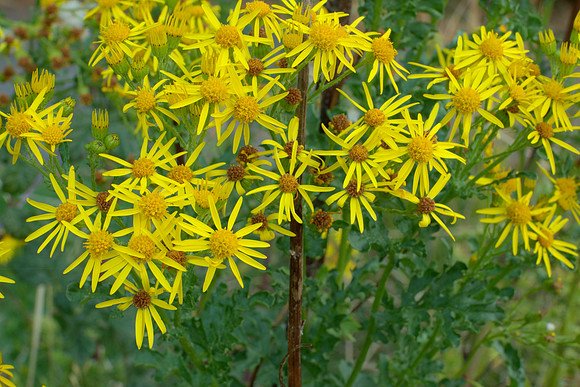 Flowers of Tansy Ragwort