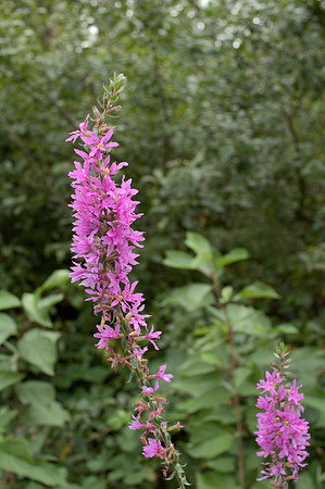 Purple Loosestrife