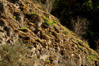 Moss and Other Vegetation on Pillow Basalt