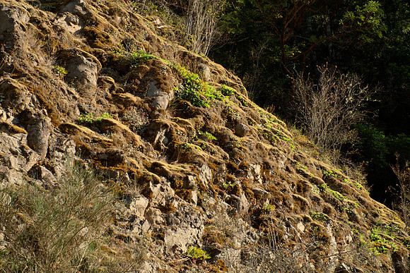 Moss and Other Vegetation on Pillow Basalt