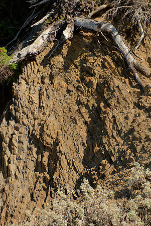 Slate Outcrop and Tree Root