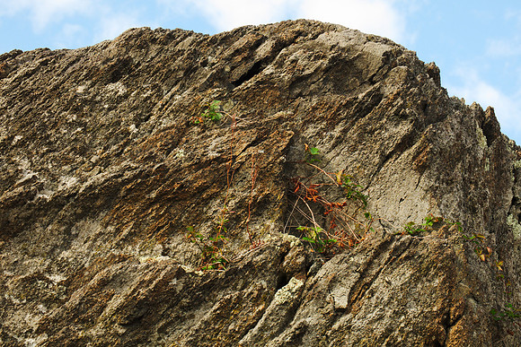 Rock and Tenacious Blackberry