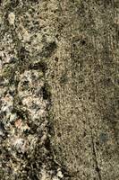 Gneiss Detail I, Callanish Stones