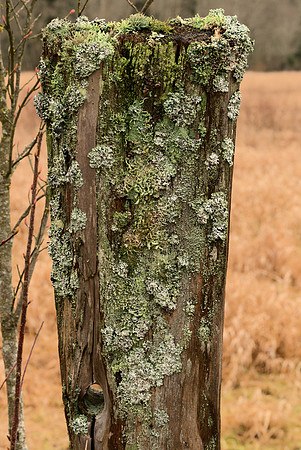 Fencepost With Lichens