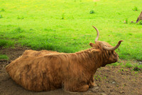 Highland Cow