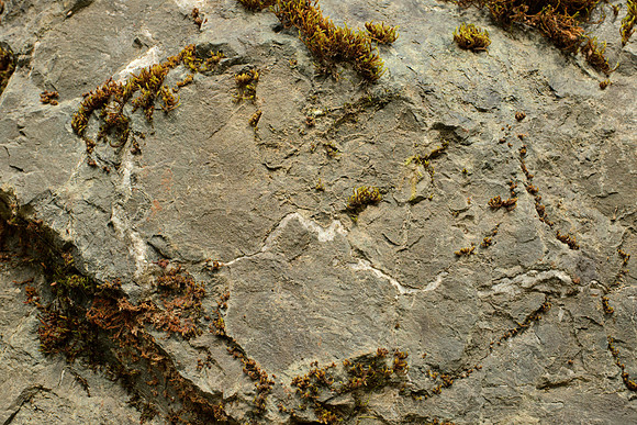 Lines in Sandstone