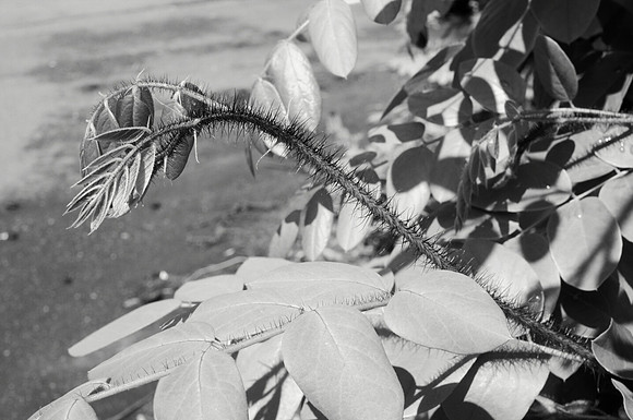 Bristly Locust in Black and White I