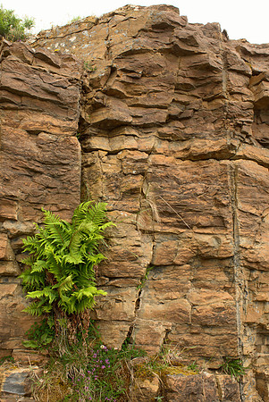 Fucoid Beds II
