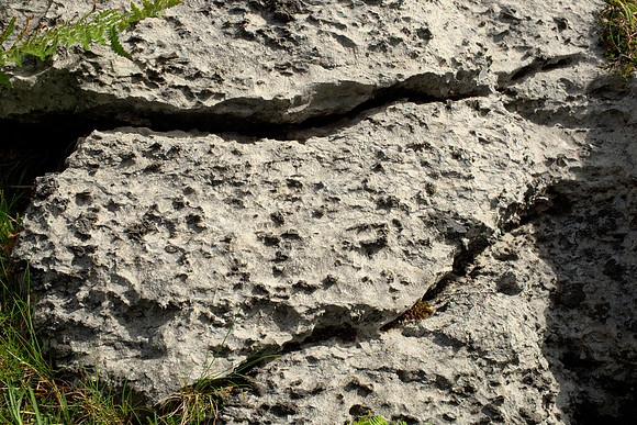 Dolomitized Limestone with Chert