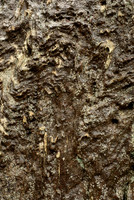 Dalradian Schist