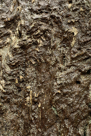 Dalradian Schist