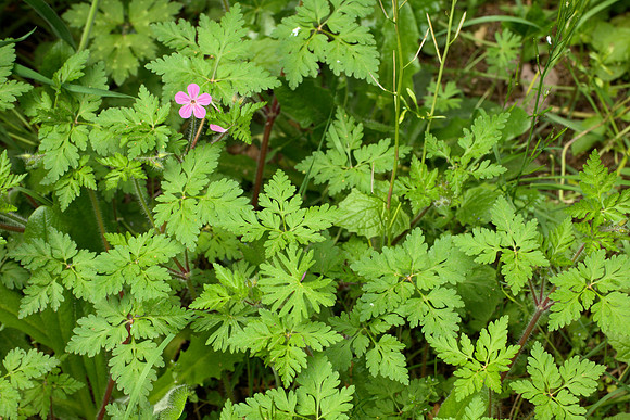 Herb Robert I