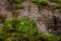 Of Ferns and Cliffs