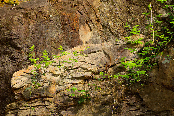 Sandstone and Salmonberry