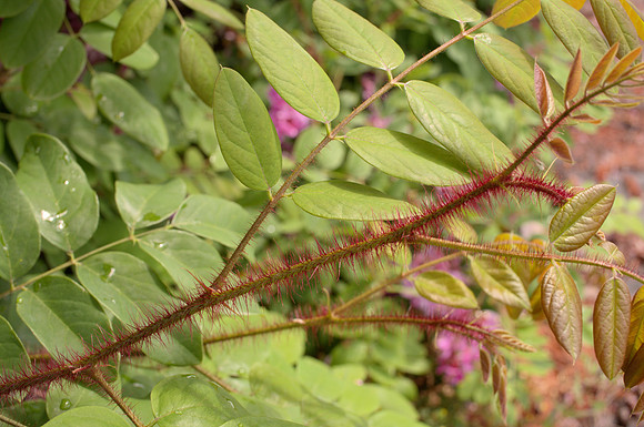 Branch of Bristly Locust