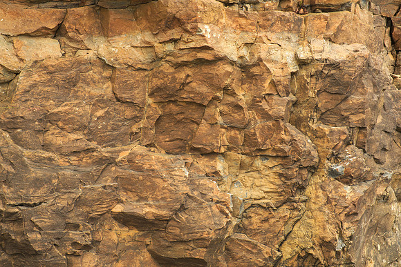 Fucoid Beds I